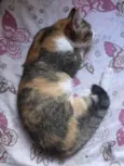 Gatinha