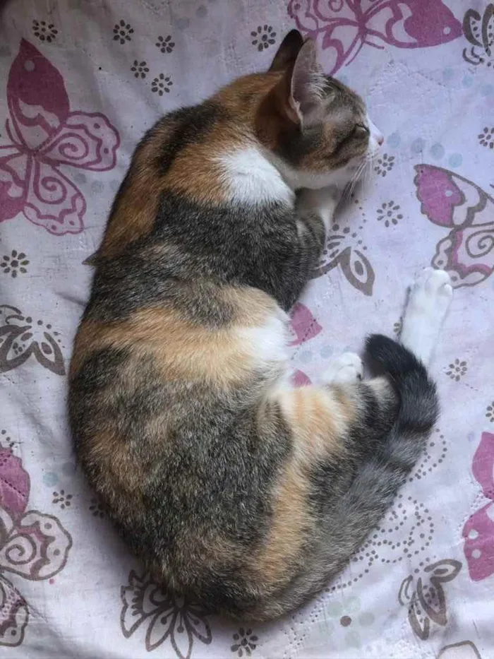 Gato ra a  idade 2 a 6 meses nome Gatinha