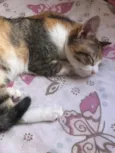 Gatinha
