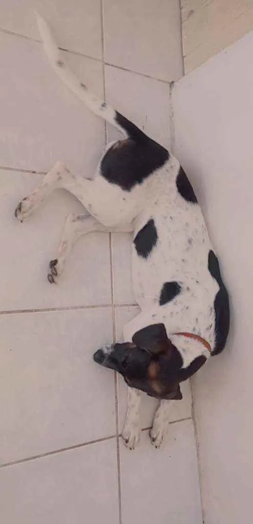 Cachorro raça Vira Lata idade 7 a 11 meses nome Amora