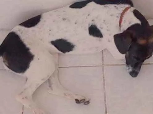 Cachorro raça Vira Lata idade 7 a 11 meses nome Amora