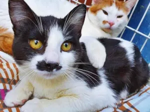 Gato raça SRD-ViraLata idade 2 a 6 meses nome FILÓ FRAJOLA
