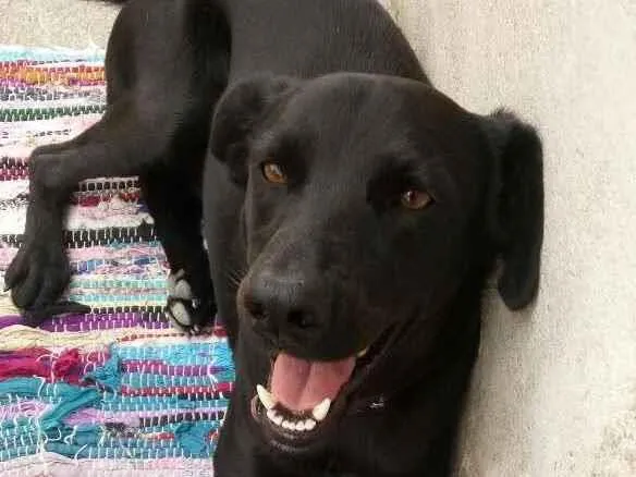 Cachorro ra a Sem raça  idade 5 anos nome Lupo 