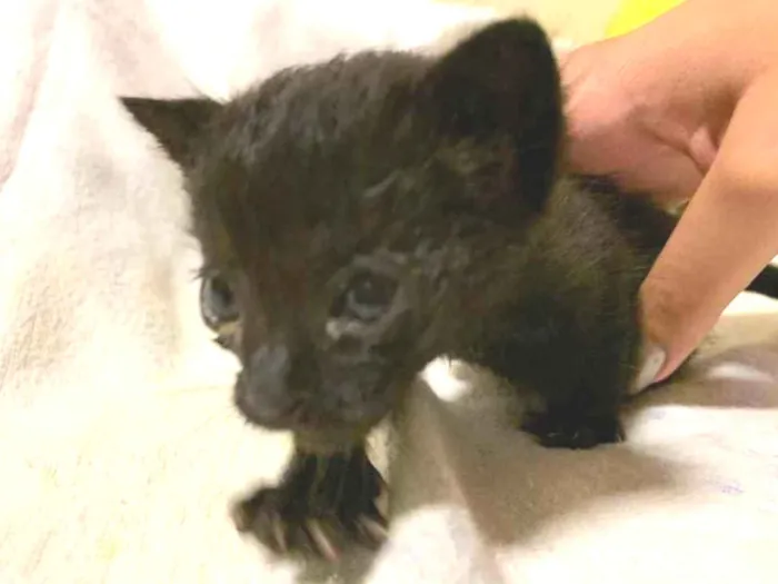 Gato ra a  idade Abaixo de 2 meses nome Eles não tem nomes 