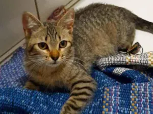 Gato raça S.R.D. idade 2 a 6 meses nome Tigrinho