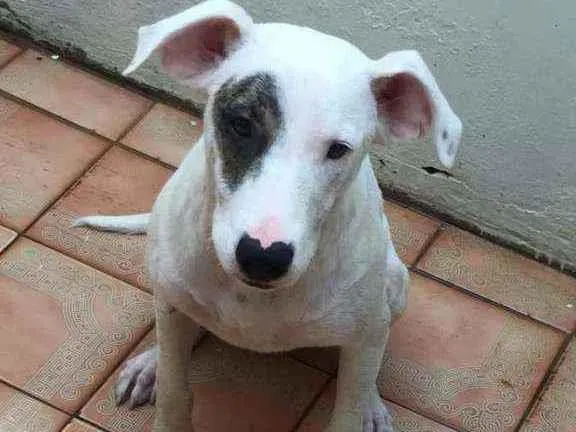 Cachorro ra a Bull terrier idade 2 a 6 meses nome Bull terrier filhote