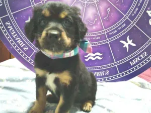 Cachorro raça Srd idade Abaixo de 2 meses nome Bela