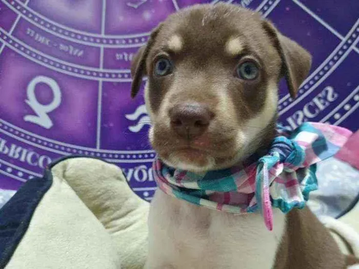 Cachorro raça Srd  idade Abaixo de 2 meses nome Blue Ivy