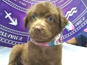 Cachorro raça Srd idade Abaixo de 2 meses nome Brown