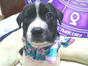 Cachorro raça Srd idade Abaixo de 2 meses nome Bolinha