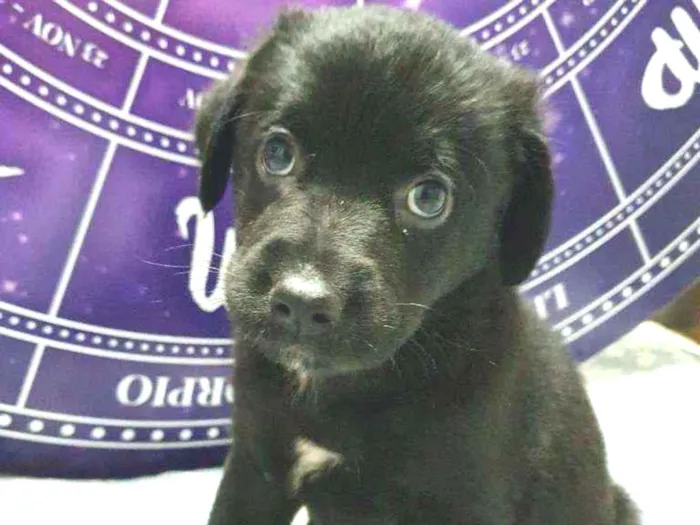 Cachorro raça Srd idade Abaixo de 2 meses nome Filhotinho