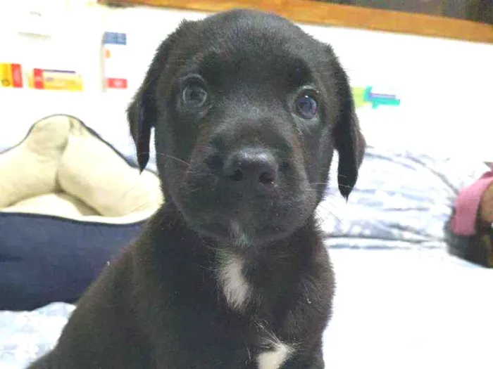 Cachorro raça Srd idade Abaixo de 2 meses nome Filhotinho 