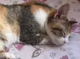 Gatinha