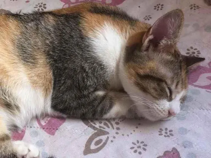 Gato ra a  idade 2 a 6 meses nome Gatinha