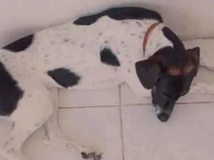 Cachorro raça Vira Lata idade 7 a 11 meses nome Amora