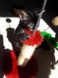 Gato raça SRD idade Abaixo de 2 meses nome Sem Nome