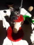 Gato raça SRD idade Abaixo de 2 meses nome Sem Nome