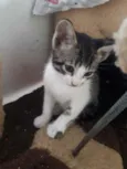 Gato raça SRD  idade Abaixo de 2 meses nome Sem nome