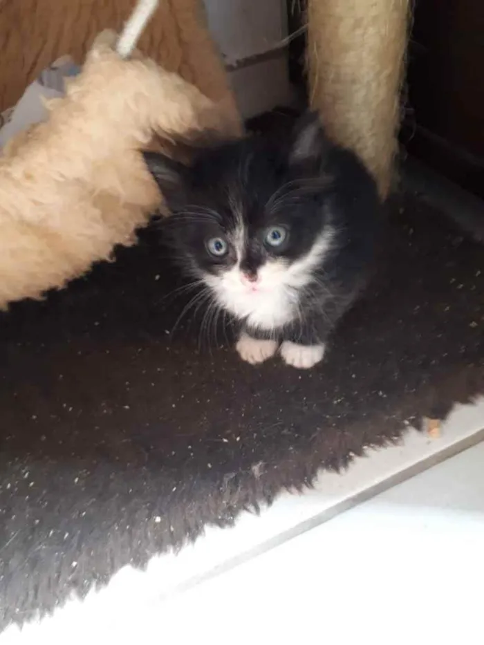 Gato raça SRD idade Abaixo de 2 meses nome Sem Nome