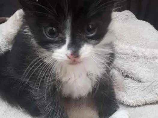 Gato raça SRD idade Abaixo de 2 meses nome Sem Nome