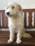 Cachorro raça SRD  idade 7 a 11 meses nome Sem nome