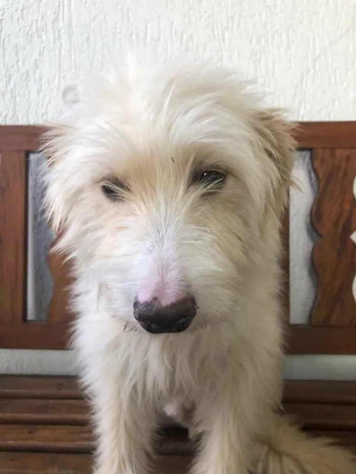 Cachorro raça SRD  idade 7 a 11 meses nome Sem nome