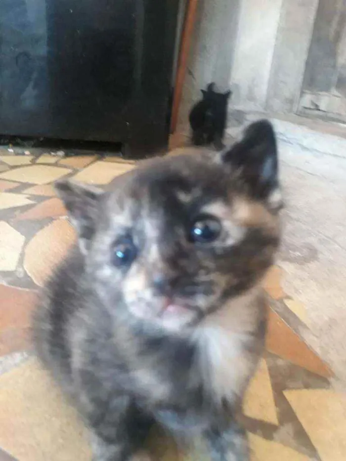 Gato ra a Vira lata idade Abaixo de 2 meses nome Sem nome