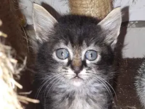 Gato raça SRD idade Abaixo de 2 meses nome Sem Nome