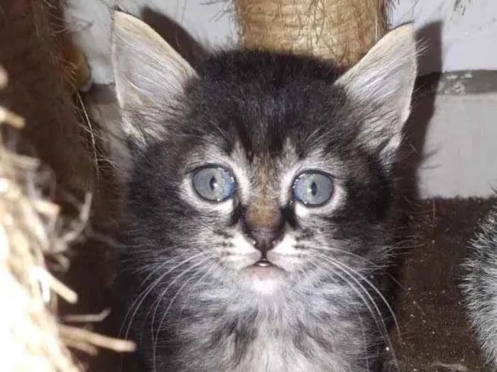 Gato raça SRD idade Abaixo de 2 meses nome Sem Nome