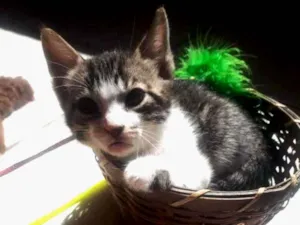 Gato raça SRD  idade Abaixo de 2 meses nome Sem nome