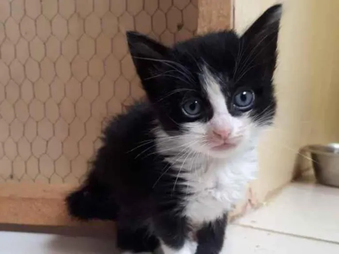 Gato raça SRD idade Abaixo de 2 meses nome Mix