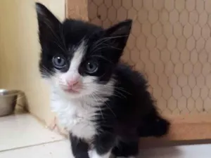 Gato raça SRD idade Abaixo de 2 meses nome Mix