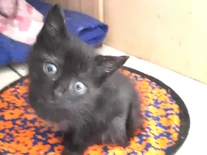 Gato raça SRD  idade Abaixo de 2 meses nome Ônix