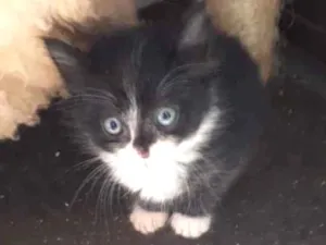 Gato raça SRD idade Abaixo de 2 meses nome Sem Nome