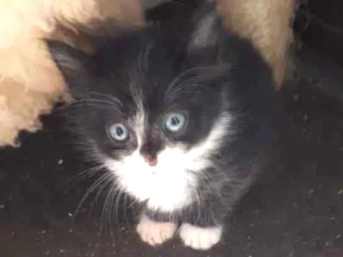 Gato raça SRD idade Abaixo de 2 meses nome Sem Nome