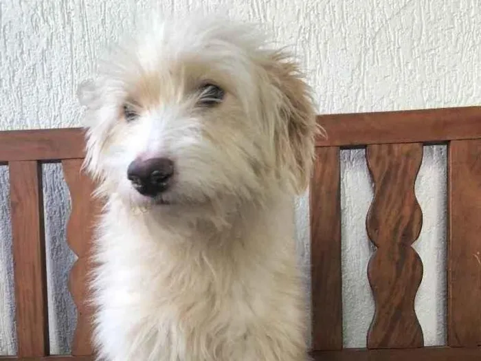 Cachorro raça SRD  idade 7 a 11 meses nome Sem nome