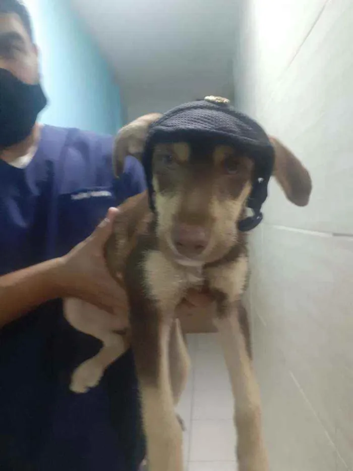 Cachorro ra a SRD idade 2 a 6 meses nome Nutella 