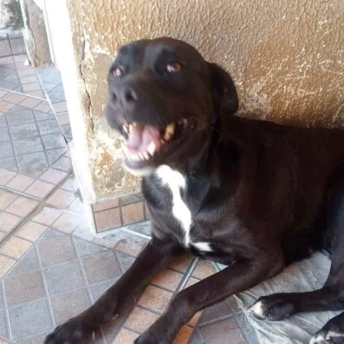 Cachorro ra a SRD idade 2 anos nome Thara