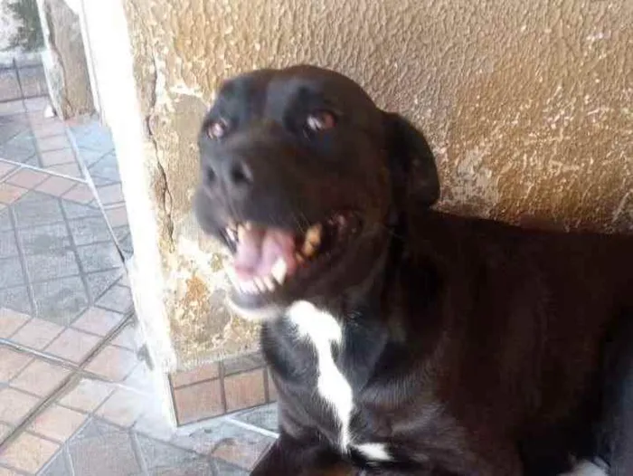 Cachorro ra a SRD idade 2 anos nome Thara