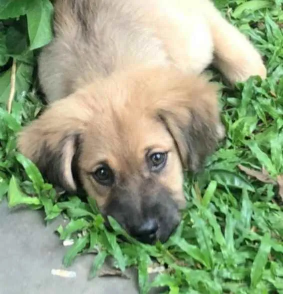 Cachorro raça Sem raça definida  idade 2 a 6 meses nome Juquinha 