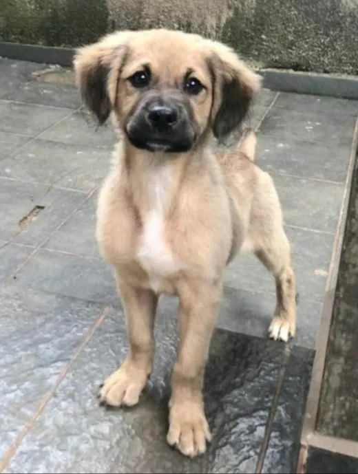 Cachorro raça Sem raça definida  idade 2 a 6 meses nome Juquinha 