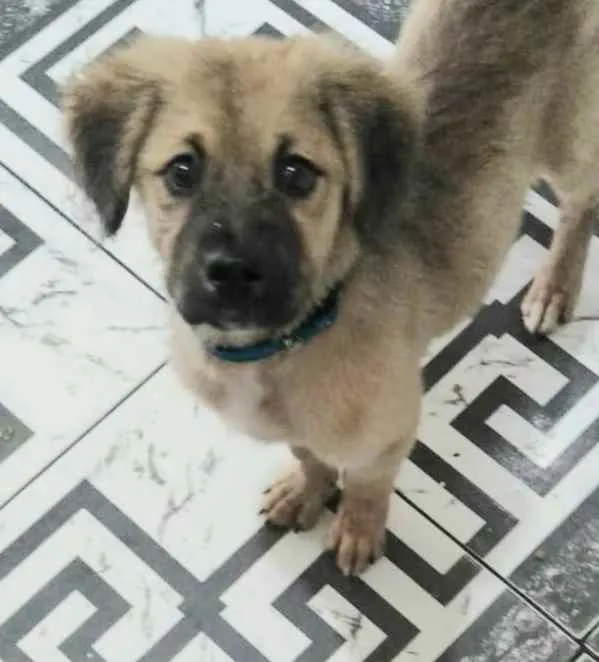 Cachorro raça Sem raça definida  idade 2 a 6 meses nome Juquinha 