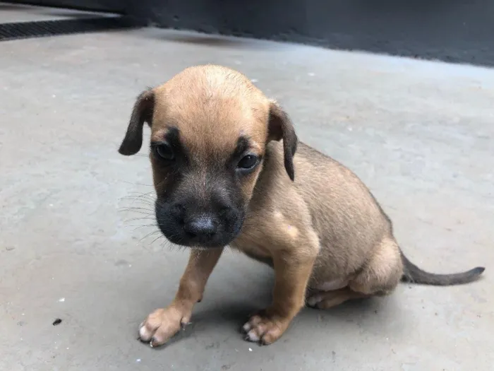 Cachorro ra a indeterminada idade Abaixo de 2 meses nome filhotes