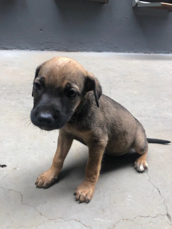 Cachorro ra a indeterminada idade Abaixo de 2 meses nome filhotes