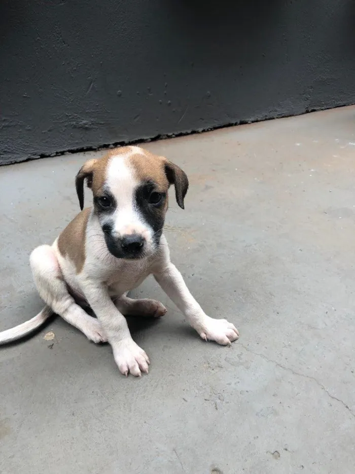 Cachorro ra a indeterminada idade Abaixo de 2 meses nome filhotes