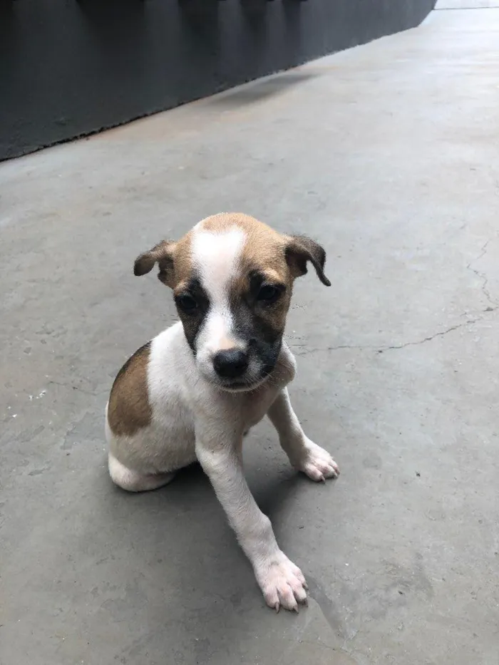 Cachorro ra a indeterminada idade Abaixo de 2 meses nome filhotes