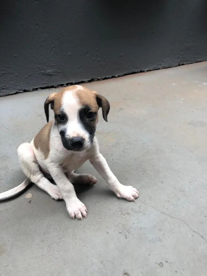 Cachorro ra a indeterminada idade Abaixo de 2 meses nome filhotes