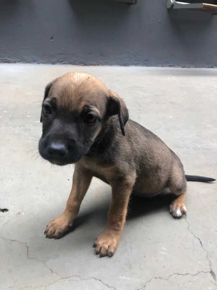 Cachorro ra a indeterminada idade Abaixo de 2 meses nome filhotes