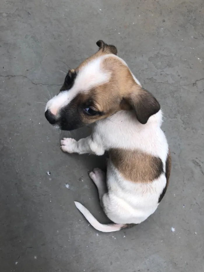 Cachorro ra a indeterminada idade Abaixo de 2 meses nome filhotes