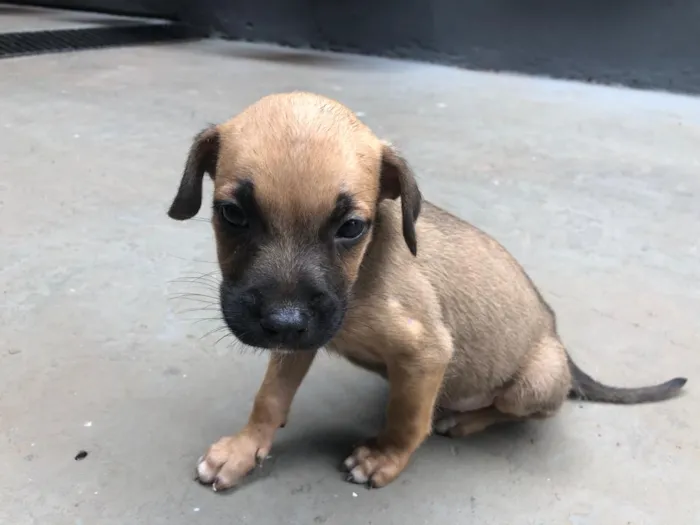 Cachorro ra a indeterminada idade Abaixo de 2 meses nome filhotes